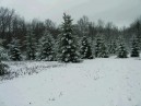 Snow on spruce